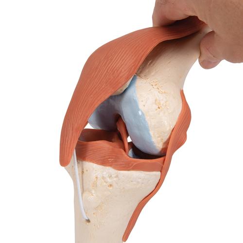 Functional Human Knee Joint Model with Ligaments & Marked Cartilage, 1000164 [A82/1], Joint Models