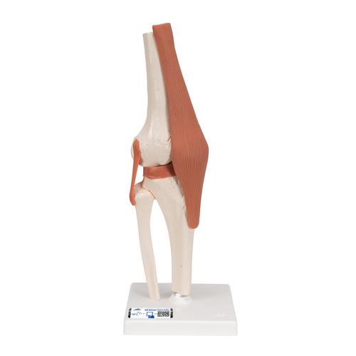 무릎 관절(슬관절) 모형 Functional Knee Joint, 1000163 [A82], 관절 모형