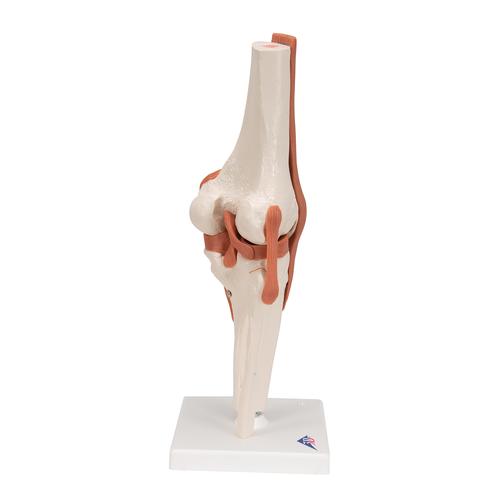 무릎 관절(슬관절) 모형 Functional Knee Joint, 1000163 [A82], 관절 모형