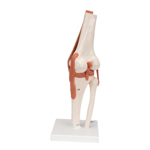 무릎 관절(슬관절) 모형 Functional Knee Joint, 1000163 [A82], 관절 모형