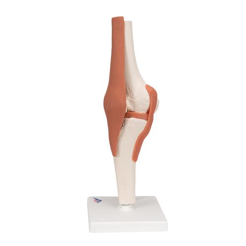 무릎 관절(슬관절) 모형 Functional Knee Joint, 1000163 [A82], 관절 모형