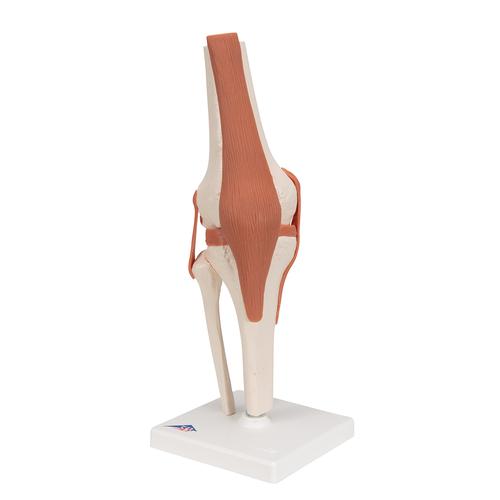 무릎 관절(슬관절) 모형 Functional Knee Joint, 1000163 [A82], 관절 모형