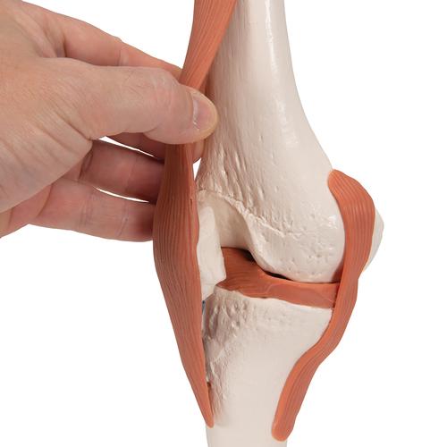 무릎 관절(슬관절) 모형 Functional Knee Joint, 1000163 [A82], 관절 모형