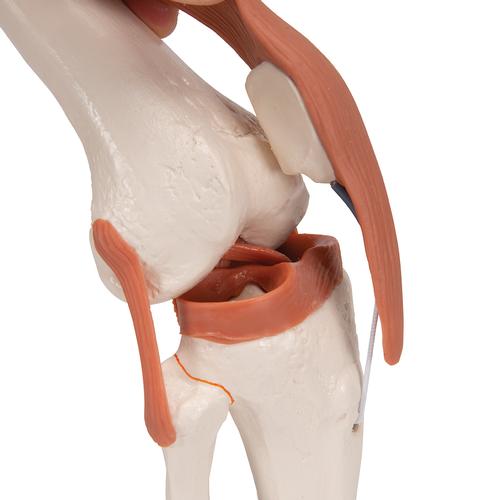 무릎 관절(슬관절) 모형 Functional Knee Joint, 1000163 [A82], 관절 모형