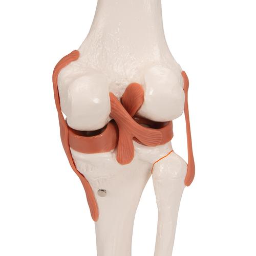 무릎 관절(슬관절) 모형 Functional Knee Joint, 1000163 [A82], 관절 모형