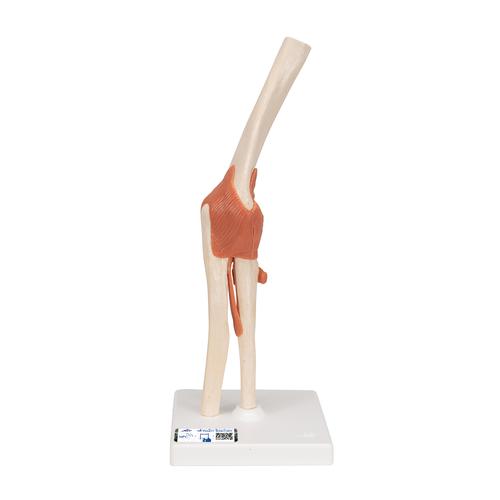 고급형 팔꿈치 관절(주관절) 모형 Deluxe Functional Elbow Joint Model, 1000166 [A83/1], 관절 모형