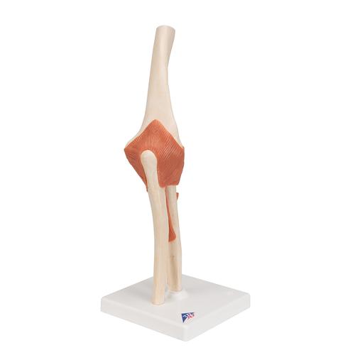 고급형 팔꿈치 관절(주관절) 모형 Deluxe Functional Elbow Joint Model, 1000166 [A83/1], 관절 모형