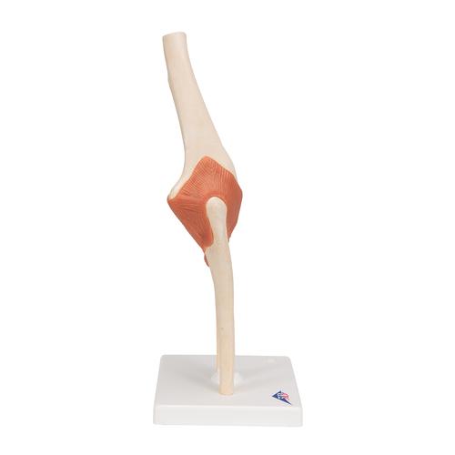 고급형 팔꿈치 관절(주관절) 모형 Deluxe Functional Elbow Joint Model, 1000166 [A83/1], 관절 모형