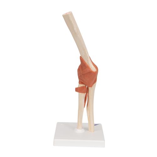 고급형 팔꿈치 관절(주관절) 모형 Deluxe Functional Elbow Joint Model, 1000166 [A83/1], 관절 모형