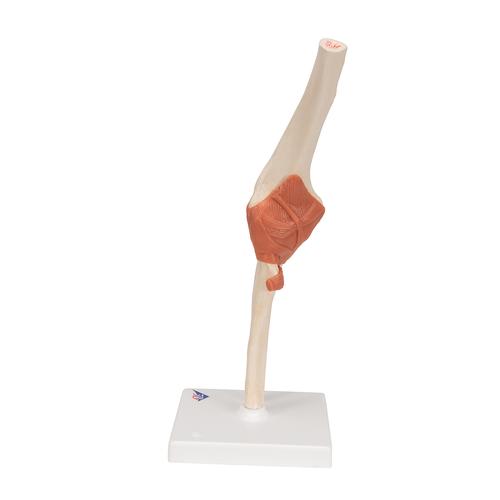 고급형 팔꿈치 관절(주관절) 모형 Deluxe Functional Elbow Joint Model, 1000166 [A83/1], 관절 모형