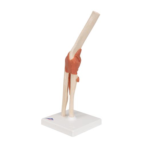 고급형 팔꿈치 관절(주관절) 모형 Deluxe Functional Elbow Joint Model, 1000166 [A83/1], 관절 모형