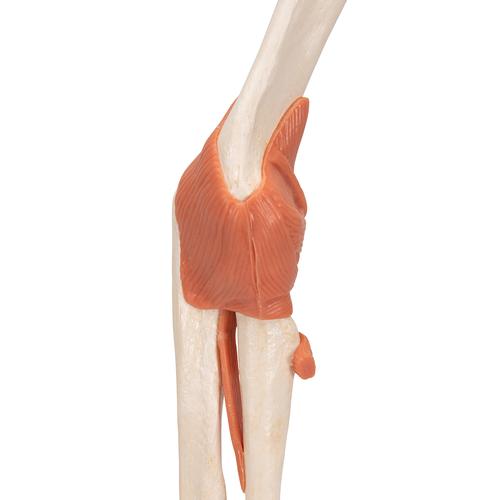 고급형 팔꿈치 관절(주관절) 모형 Deluxe Functional Elbow Joint Model, 1000166 [A83/1], 관절 모형