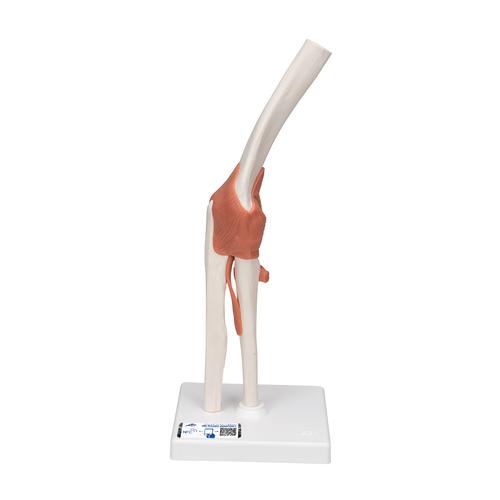 팔꿈치 관절(주관절)모형 Functional Elbow Joint, 1000165 [A83], 관절 모형