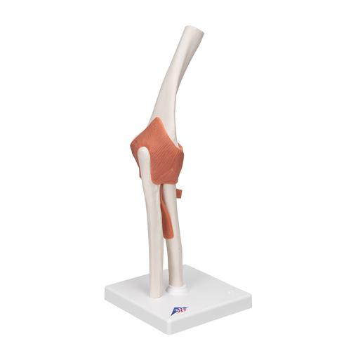 팔꿈치 관절(주관절)모형 Functional Elbow Joint, 1000165 [A83], 관절 모형