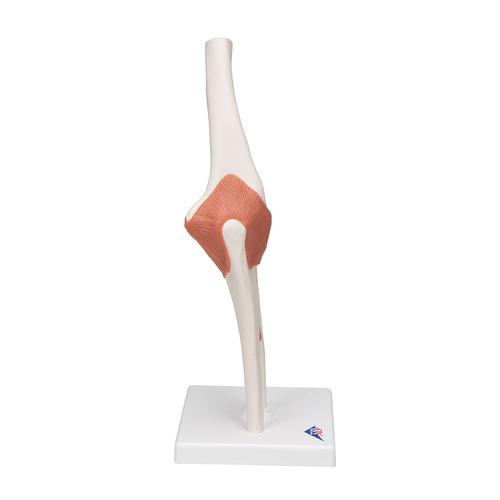 팔꿈치 관절(주관절)모형 Functional Elbow Joint, 1000165 [A83], 관절 모형