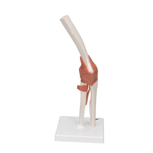 Functional Human Elbow Joint Model with Ligaments, 1000165 [A83], Joint Models