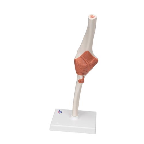 팔꿈치 관절(주관절)모형 Functional Elbow Joint, 1000165 [A83], 관절 모형