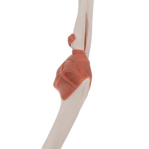 팔꿈치 관절(주관절)모형 Functional Elbow Joint, 1000165 [A83], 관절 모형