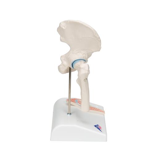 Mini Human Hip Joint Model with Cross Section, 1000168 [A84/1], Joint Models