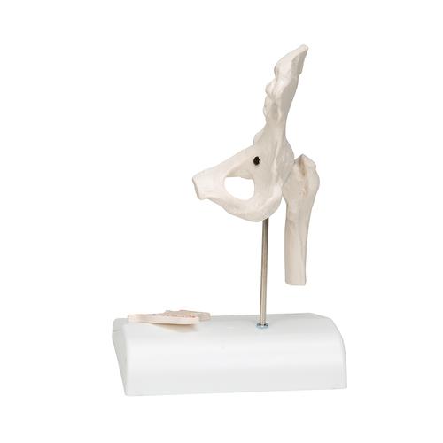 Mini Human Hip Joint Model with Cross Section, 1000168 [A84/1], Joint Models