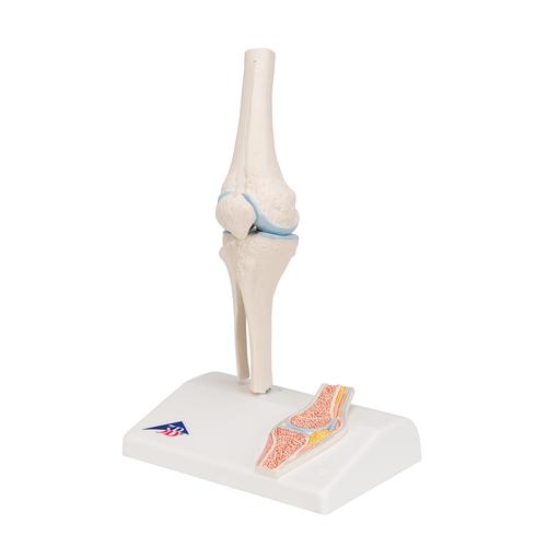 관절 단면이 포함된 소형(미니) 무릎 관절(슬관절) 모형 Mini Human Knee Joint Model with Cross Section, 1000170 [A85/1], 관절 모형