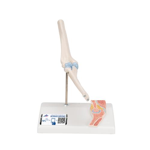 관절 단면이 포함된 소형(미니) 팔꿈치 관절(주관절) 모형 Mini Human Elbow Joint Model with Cross Section, 1000174 [A87/1], 관절 모형