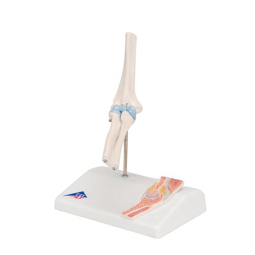 관절 단면이 포함된 소형(미니) 팔꿈치 관절(주관절) 모형 Mini Human Elbow Joint Model with Cross Section, 1000174 [A87/1], 관절 모형