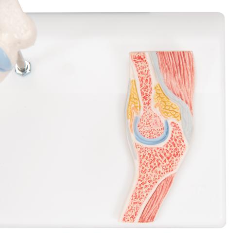 Mini Human Elbow Joint Model with Cross Section, 1000174 [A87/1], Joint Models