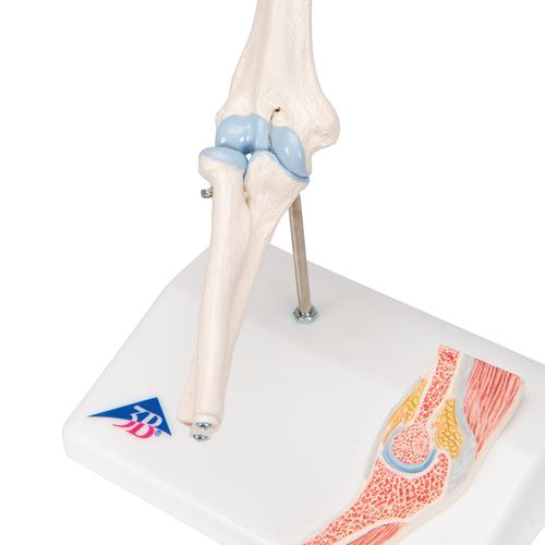 Mini Anatomie Modell Ellenbogengelenk, mit Querschnitt, 1000174 [A87/1], Gelenkmodelle