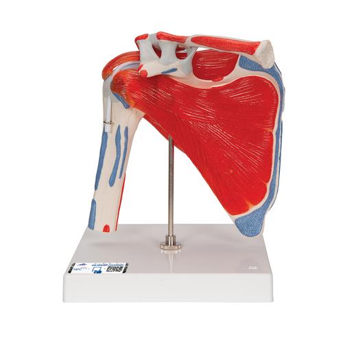 Human Shoulder Joint Model with Rotator Cuff & 4 Removable Muscles, 5 part, 1000176 [A880], Muscle Models