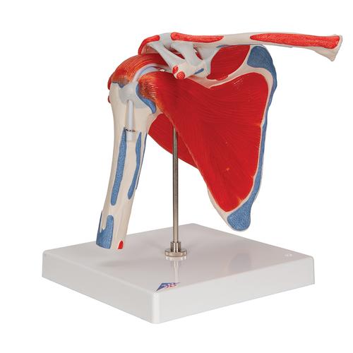 Human Shoulder Joint Model with Rotator Cuff & 4 Removable Muscles, 5 part, 1000176 [A880], Muscle Models