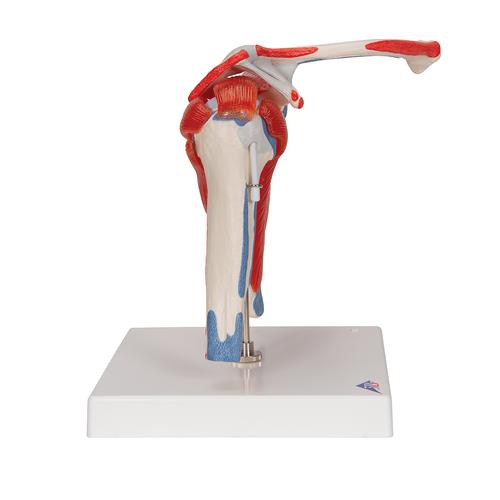 Human Shoulder Joint Model with Rotator Cuff & 4 Removable Muscles, 5 part, 1000176 [A880], Joint Models