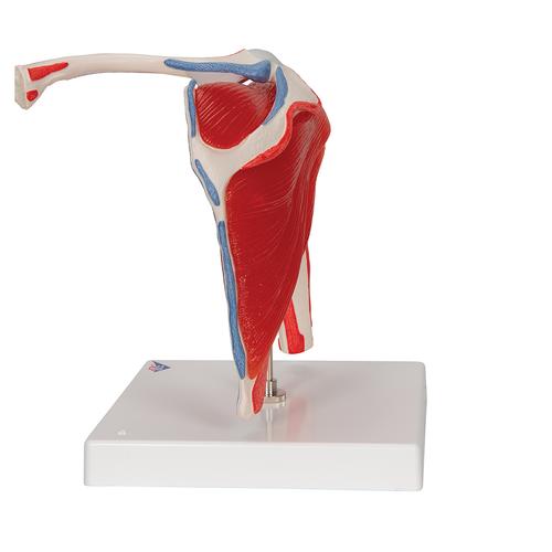 Human Shoulder Joint Model with Rotator Cuff & 4 Removable Muscles, 5 part, 1000176 [A880], Muscle Models