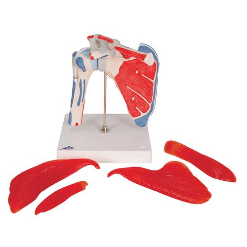 Human Shoulder Joint Model with Rotator Cuff & 4 Removable Muscles, 5 part, 1000176 [A880], Muscle Models