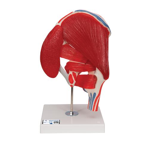 엉덩이관절 (고관절) 근육 모형 7파트 분리 Hip Joint with Removable Muscles, 7 part, 1000177 [A881], 관절 모형