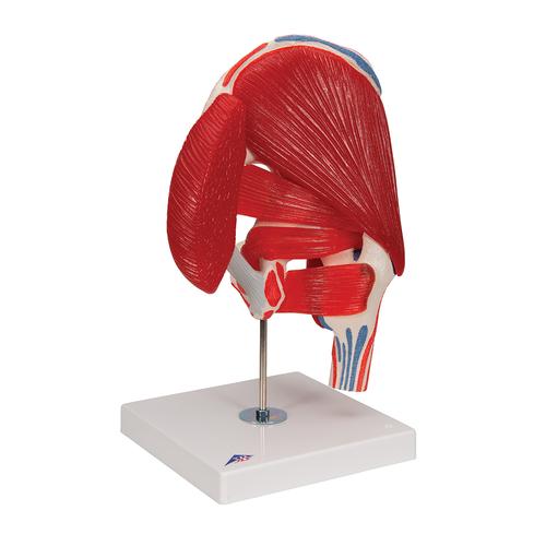 엉덩이관절 (고관절) 근육 모형 7파트 분리 Hip Joint with Removable Muscles, 7 part, 1000177 [A881], 관절 모형