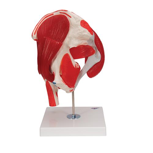 엉덩이관절 (고관절) 근육 모형 7파트 분리 Hip Joint with Removable Muscles, 7 part, 1000177 [A881], 관절 모형