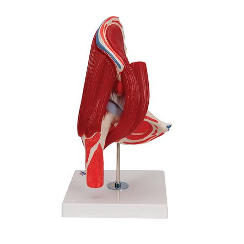 Human Hip Joint Model with Removable Muscles, 7 part, 1000177 [A881], Joint Models