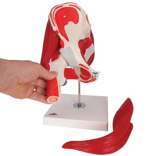 Human Hip Joint Model with Removable Muscles, 7 part, 1000177 [A881], Muscle Models