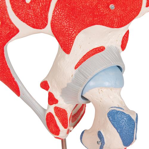 Human Hip Joint Model with Removable Muscles, 7 part, 1000177 [A881], Joint Models