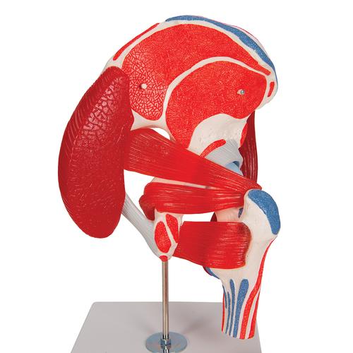 Human Hip Joint Model with Removable Muscles, 7 part, 1000177 [A881], Muscle Models