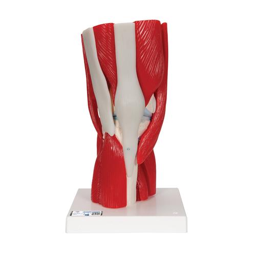 무릎관절(슬관절) 근육 모형 12파트 Knee Joint with Removable Muscles, 12 part, 1000178 [A882], 관절 모형