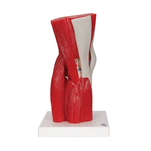 Human Knee Joint Model with Removable Muscles, 12 part, 1000178 [A882], Joint Models