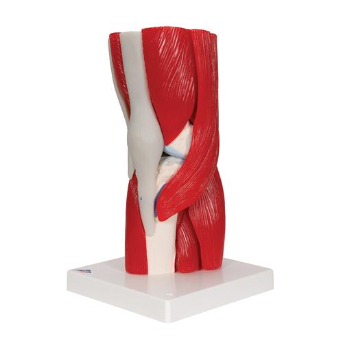 Human Knee Joint Model with Removable Muscles, 12 part, 1000178 [A882], Muscle Models