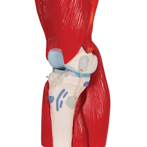 무릎관절(슬관절) 근육 모형 12파트 Knee Joint with Removable Muscles, 12 part, 1000178 [A882], 관절 모형