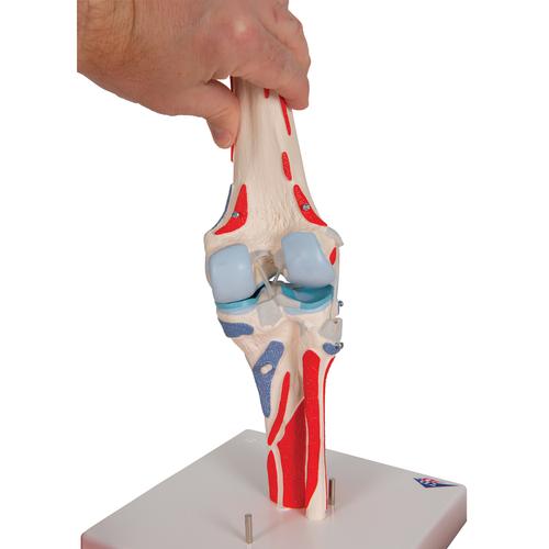 Human Knee Joint Model with Removable Muscles, 12 part, 1000178 [A882], Joint Models