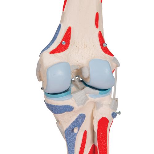 Articulación de la rodilla, 12 partes, 1000178 [A882], Modelos de Musculatura