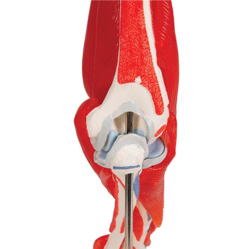 팔꿈치관절 (주관절) 근육모형 8파트 분리 Elbow Joint with Removable Muscles, 8 parts, 1000179 [A883], 근육 모델