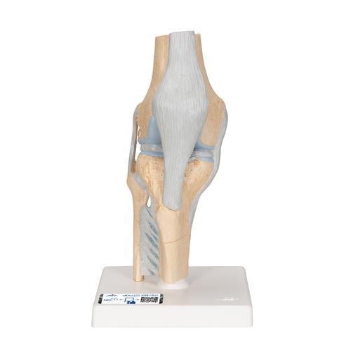 Sectional Human Knee Joint Model, 3 part, 1000180 [A89], Joint Models