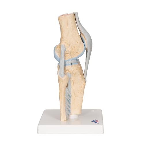 Sectional Human Knee Joint Model, 3 part, 1000180 [A89], Joint Models